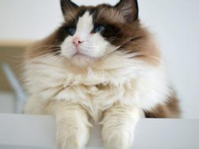 1456380805515553.jpg 布偶猫.jpg