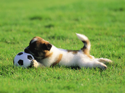 1473752764334140.jpg animal_mx069_pretty_puppies_puppy_garden_adventure_15239_18.jpg
