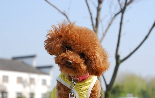 1489124079822704.jpg 泰迪犬 (7).jpg
