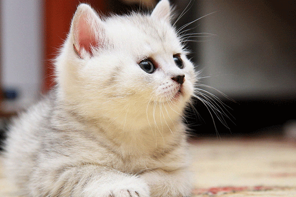 1519981146223729.gif 2165fghnjk.gif