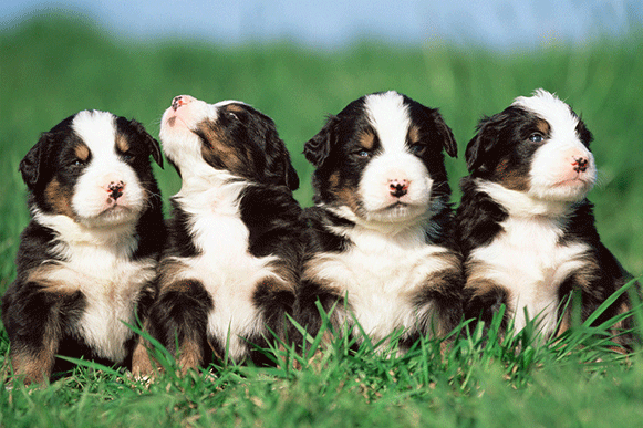 1523349055932617.gif 4499633_234733192000_2.gif